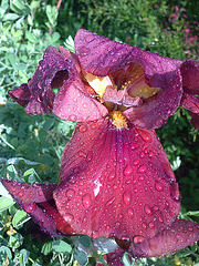 Floraisons de nos Iris barbus 2013 - Page 6 6143