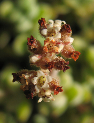 Crassula lanuginosa 629