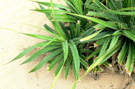 Haworthia cooperii, Mammillaria hahniana, Parodia chrysacanthion, Ferocactus sp. - Austrocylindropuntia cylindrica fm cristata - Pandanus sp. - Euphorbia sp. - id. non terminée 632