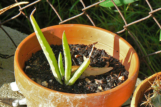 Aloe sp. et Gasteria sp. [identification non terminée] 633