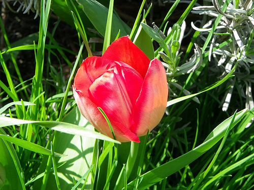 Tulipa - grands hybrides - tulipes chics et kitch (sections 1 à 11) - Page 2 647