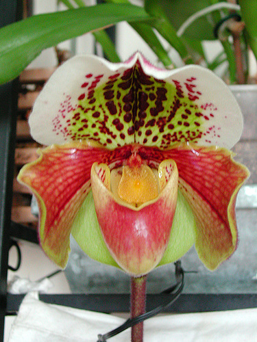 orchidées : nos floraisons au fil des saisons 2010-2013-2014  - Page 3 649