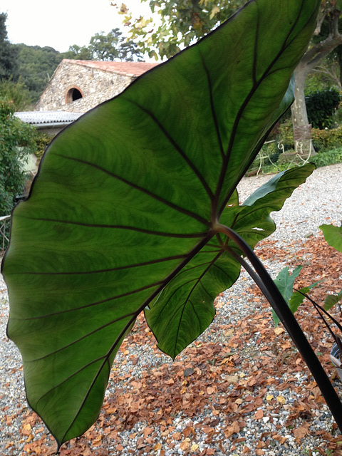 Colocasia esculenta - taro - Page 2 652