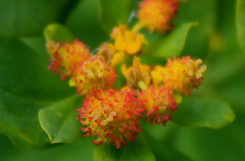 Euphorbia polychroma 691