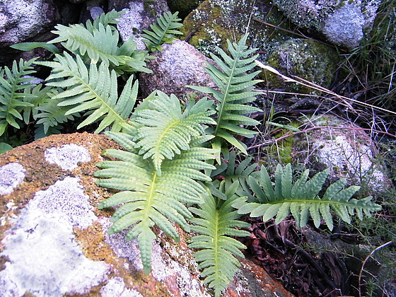 polypodium cambricum - (20) balades en Corse - Page 2 6_710