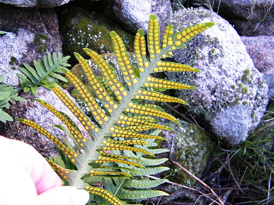 polypodium cambricum - (20) balades en Corse - Page 2 6_810