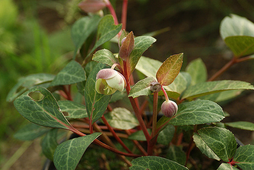 Helleborus lividus ssp lividus  6_serg12