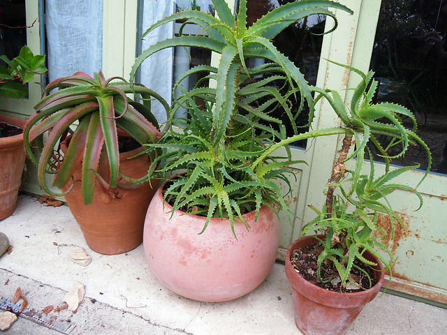 Aloe arborescens 6abe10