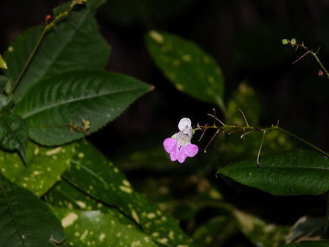 Impatiens glandulifera - balsamine de l'Himalaya  6abei10