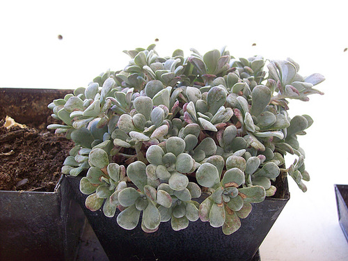 Sedum spathulifolium 6sol10