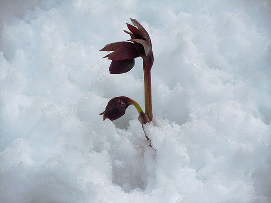 Helleborus - les hellébores, ou ellébores  - Page 5 7-abei13