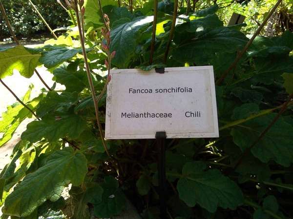 Francoa sonchifolia 7-aval10