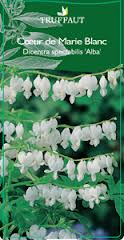 Dicentra spectabilis 7-cort10