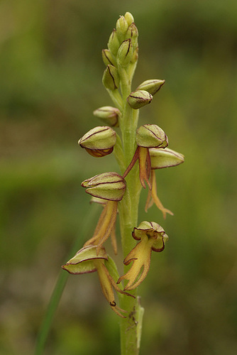 Orchis anthropophora (= Ophrys anthropophora) - orchis homme-pendu 715