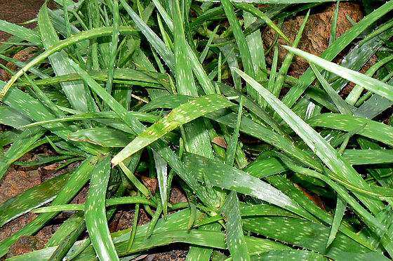 Aloe sp. et Gasteria sp. [identification non terminée] 722
