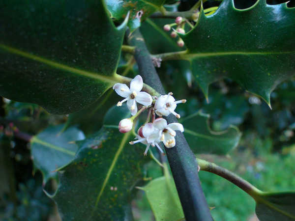 Ilex 'Castaneifolia' - houx à feuille de châtaignier - Page 2 786