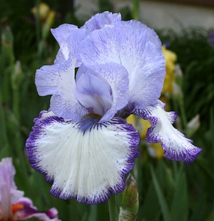 Iris 'Art Deco' - Schreiner 1997 7momen11