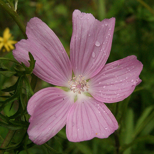 perles d'eau - participations 7serg10