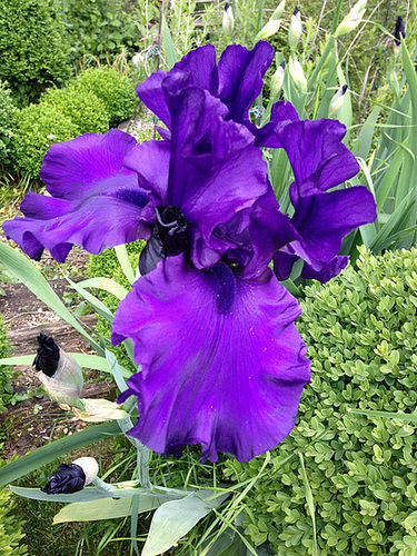 Floraisons de nos Iris barbus 2013 - Page 5 8112