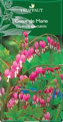 Dicentra spectabilis 825