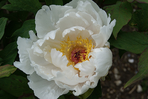 Paeonia - pivoines arbustives 832