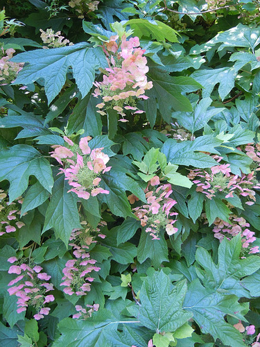 (26) Le Jardin des Sables - un arboretum de passionnés - Montvendres 8_abei15