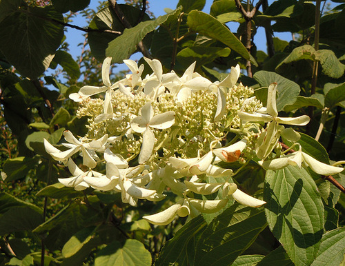 (26) Le Jardin des Sables - un arboretum de passionnés - Montvendres 8_abei17