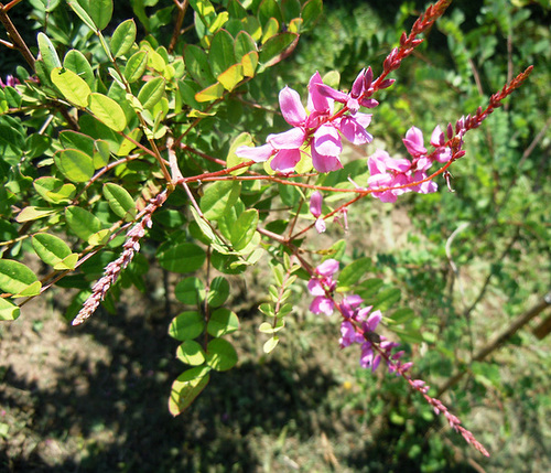 (26) Le Jardin des Sables - un arboretum de passionnés - Montvendres 8_abei18