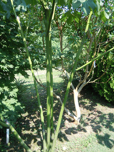 (26) Le Jardin des Sables - un arboretum de passionnés - Montvendres 8_abei20