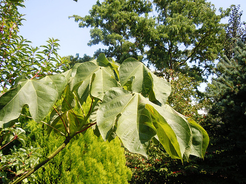 (26) Le Jardin des Sables - un arboretum de passionnés - Montvendres 8_abei21