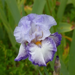 Iris 'Art Deco' - Schreiner 1997 8spinn10