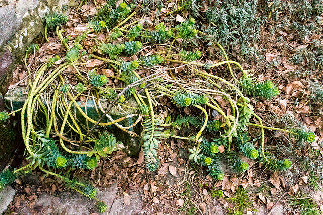 Euphorbia myrsinites  - euphorbe de Corse, euphorbe faux-myrte 9-meal11