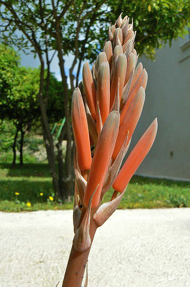 Aloe sp. et Gasteria sp. [identification non terminée] 919