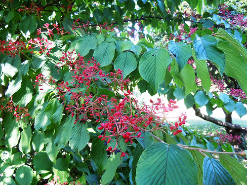 (26) Le Jardin des Sables - un arboretum de passionnés - Montvendres 9_311