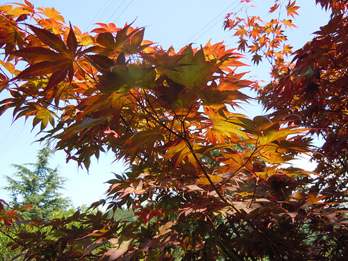 (26) Le Jardin des Sables - un arboretum de passionnés - Montvendres 9_510