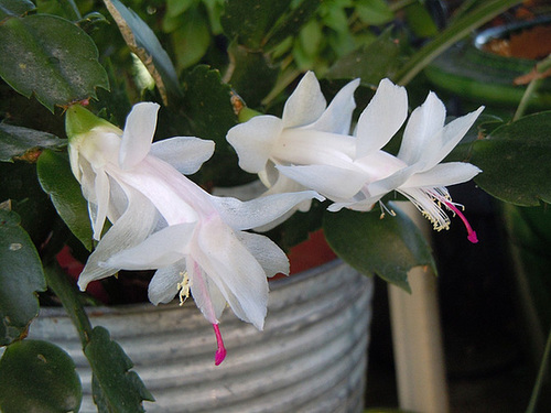 pelargonium - Le panier du jour - 4 - Page 4 9_abei10