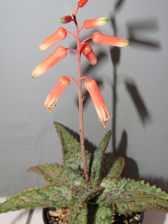 Aloe rauhii 9bao10