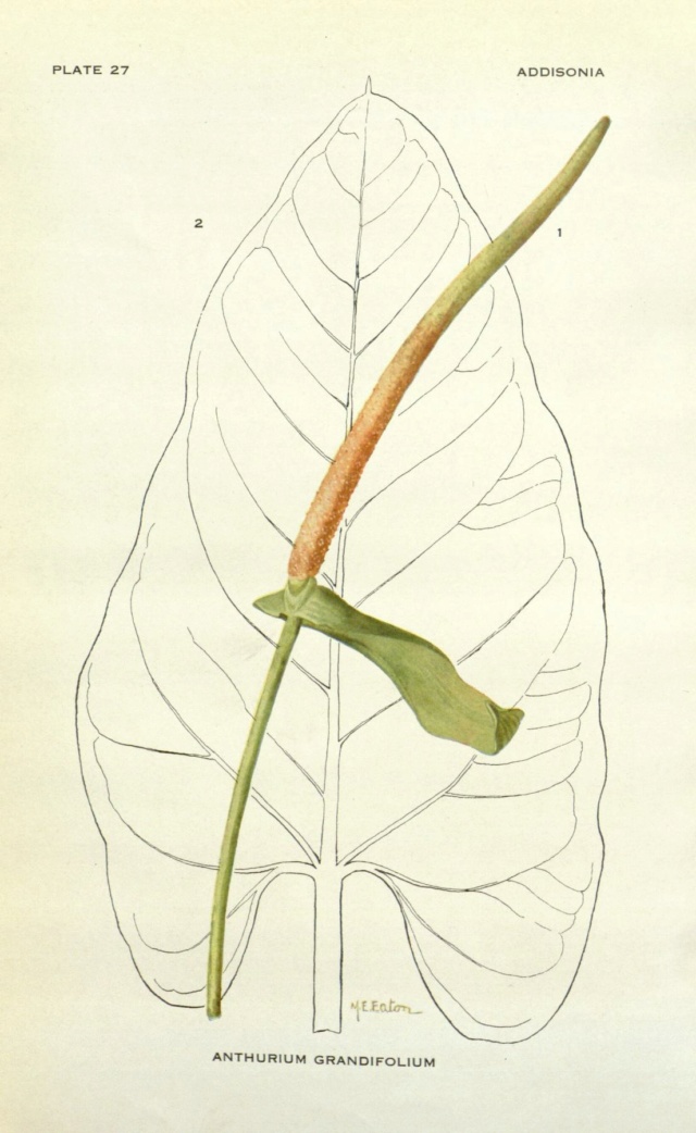 Anthurium grandifolium Anthur10
