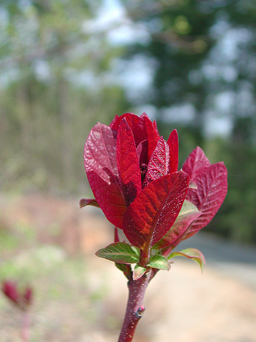 Cotinus coggygria Cotinu10