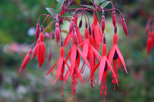 Fuchsia - les rustiques Img_5310