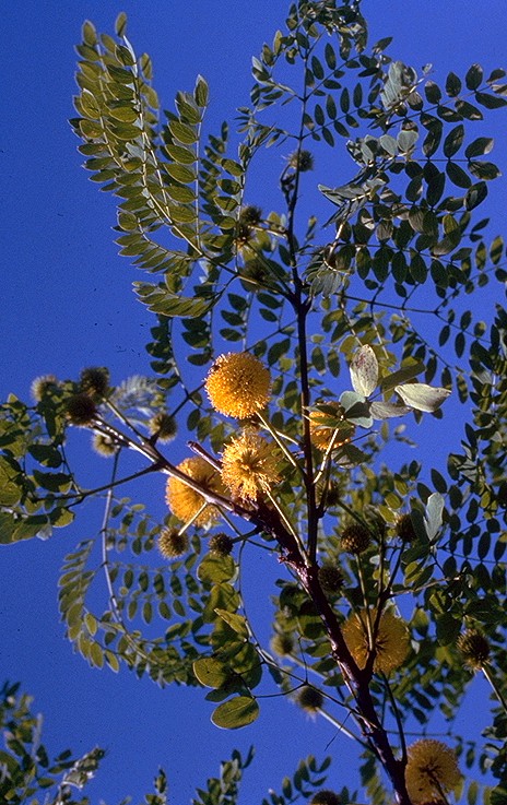 Leucaena retusa Leucae10