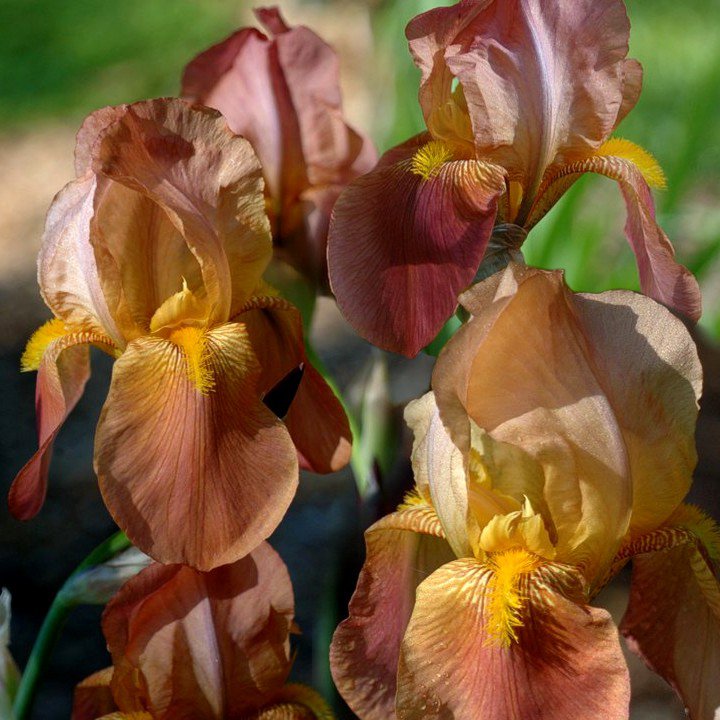 Iris' Prairie Sunset' - Lilou [identification] Prairi11