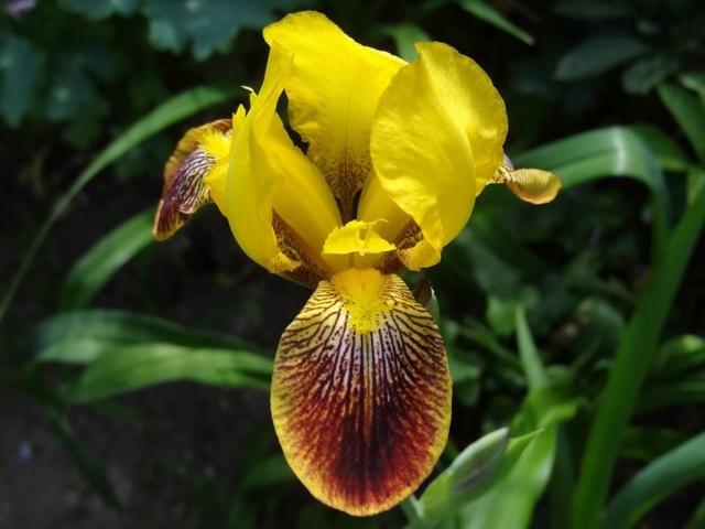 Iris variegata rouge (Claire n°2) [identification en cours] Sans_s10