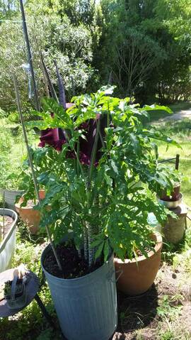 Dracunculus vulgaris - arum petit dragon [identification]