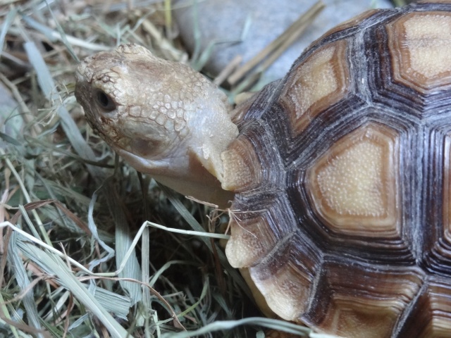 premières photos de l'année de Sulcata ! Dsc06817