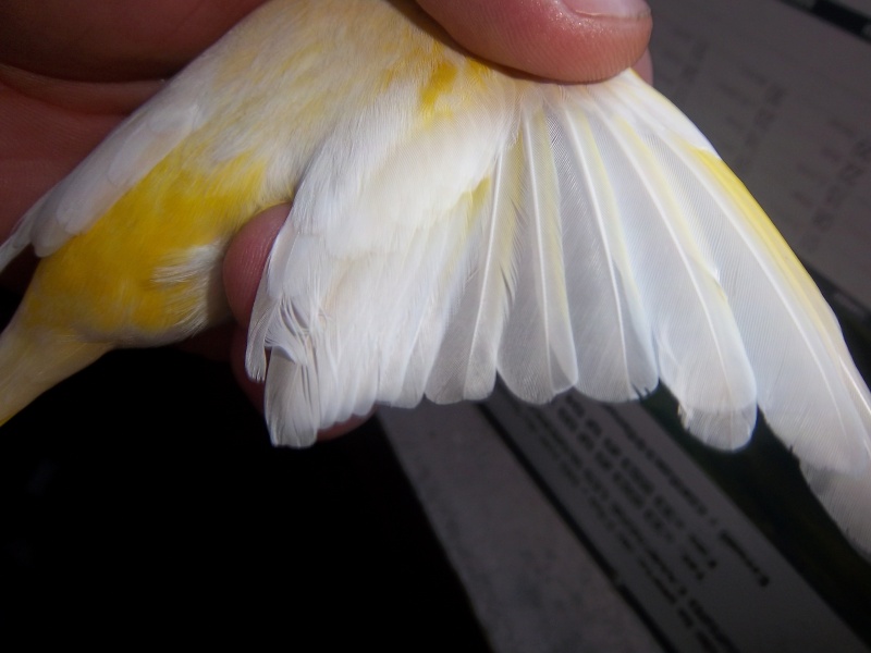 quel est la couleur de cette oiseaux mâle ou femmelle ??? 100_0911