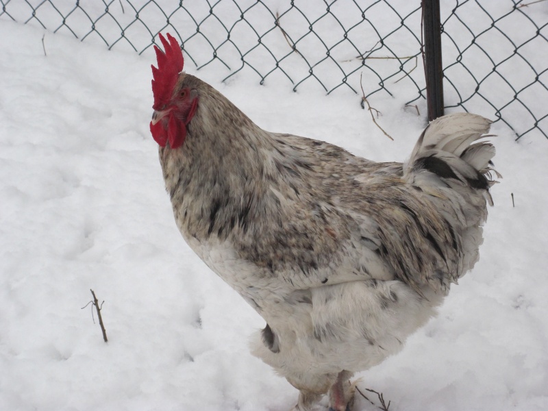 voici mes nouvelles poules marans  Img_2022