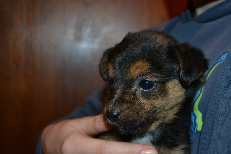 IDYLLE (chiot femelle croisée terrier)réservée Dsc_0016