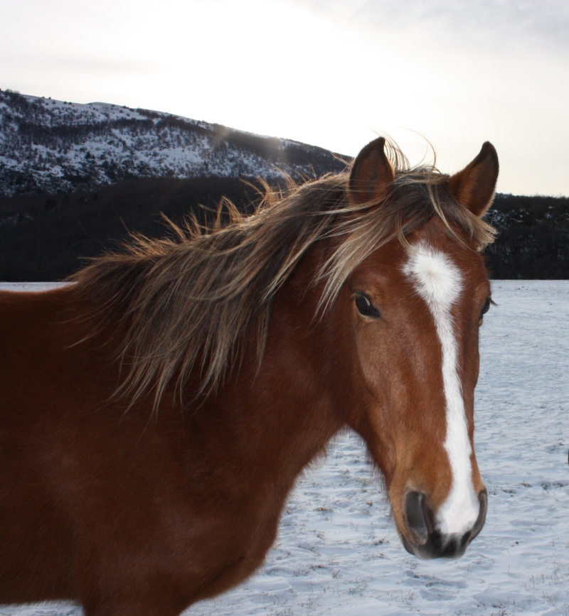 Vote du Concours n° 22 : Votre/vos cheval/chevaux en hiver   Img_4018