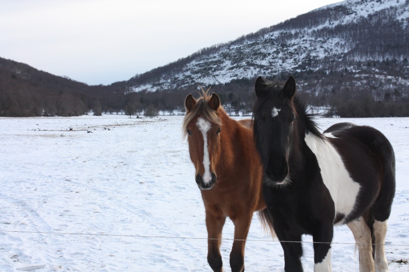 Vote du Concours n° 22 : Votre/vos cheval/chevaux en hiver   Img_4019